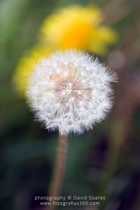 Macro Flower